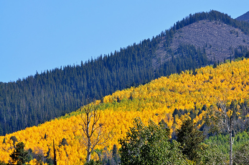 yellow aspen and ponderosa pine Coconino National Forest Arizona